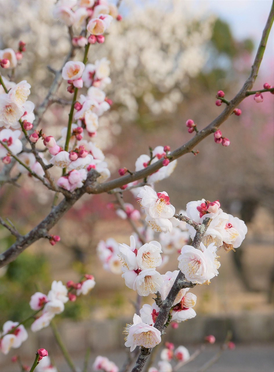 大学生のTOEFL平均点はどのくらいですか？