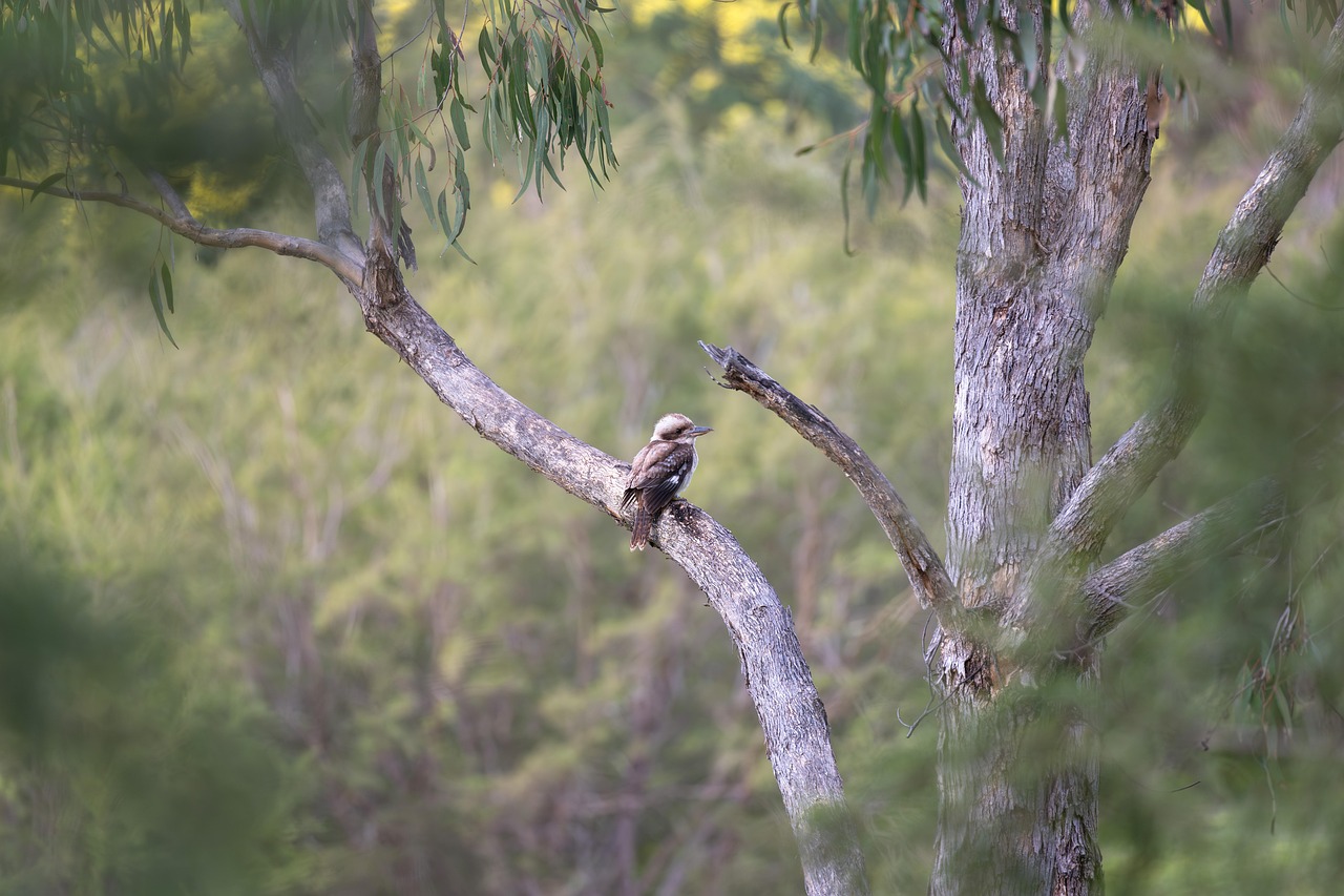 オーストラリア留学の費用シミュレーションを行う方法は？